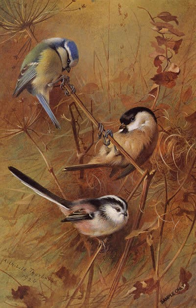 Archibald Thorburn Autumn